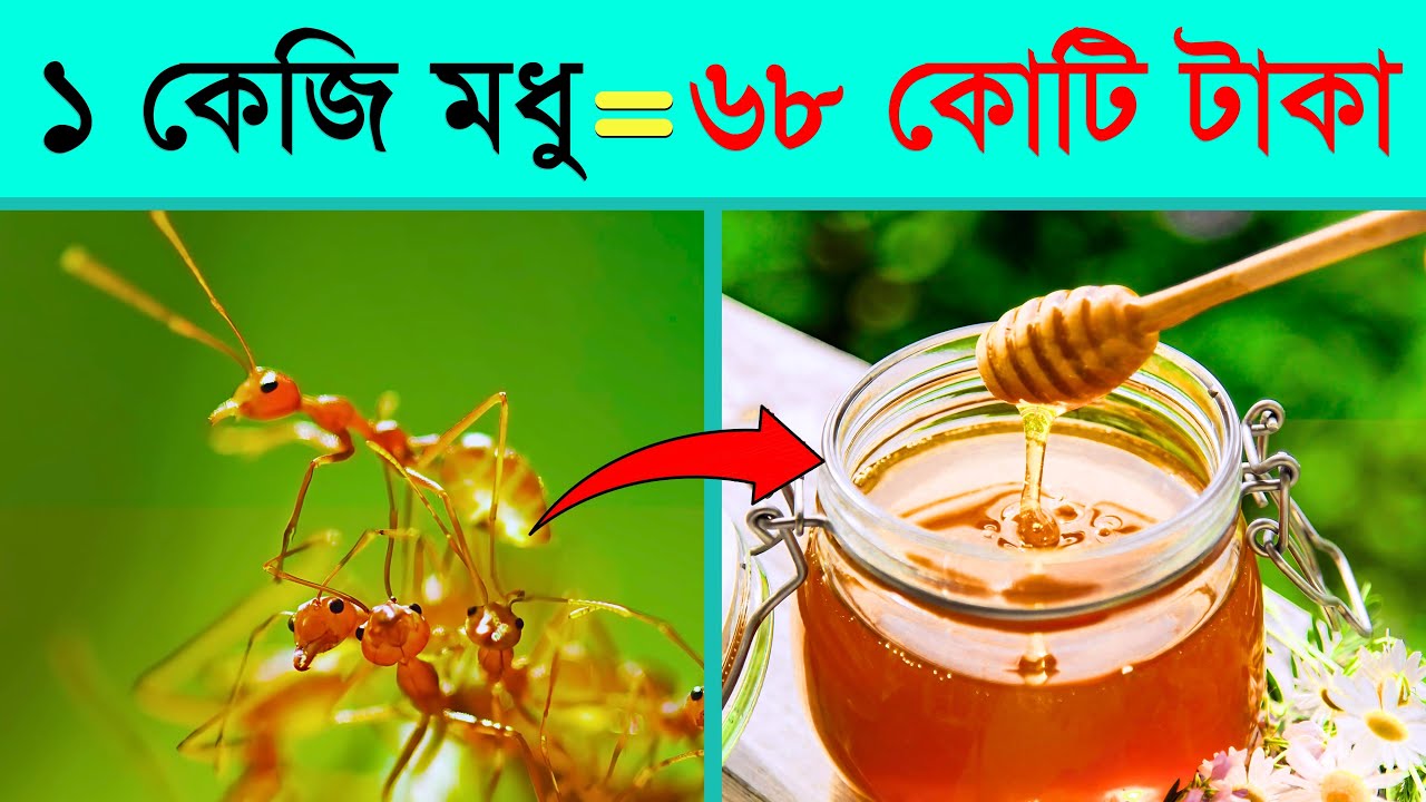 The price of Honey is 68 Crore Taka | তথ্যপূর্ণ