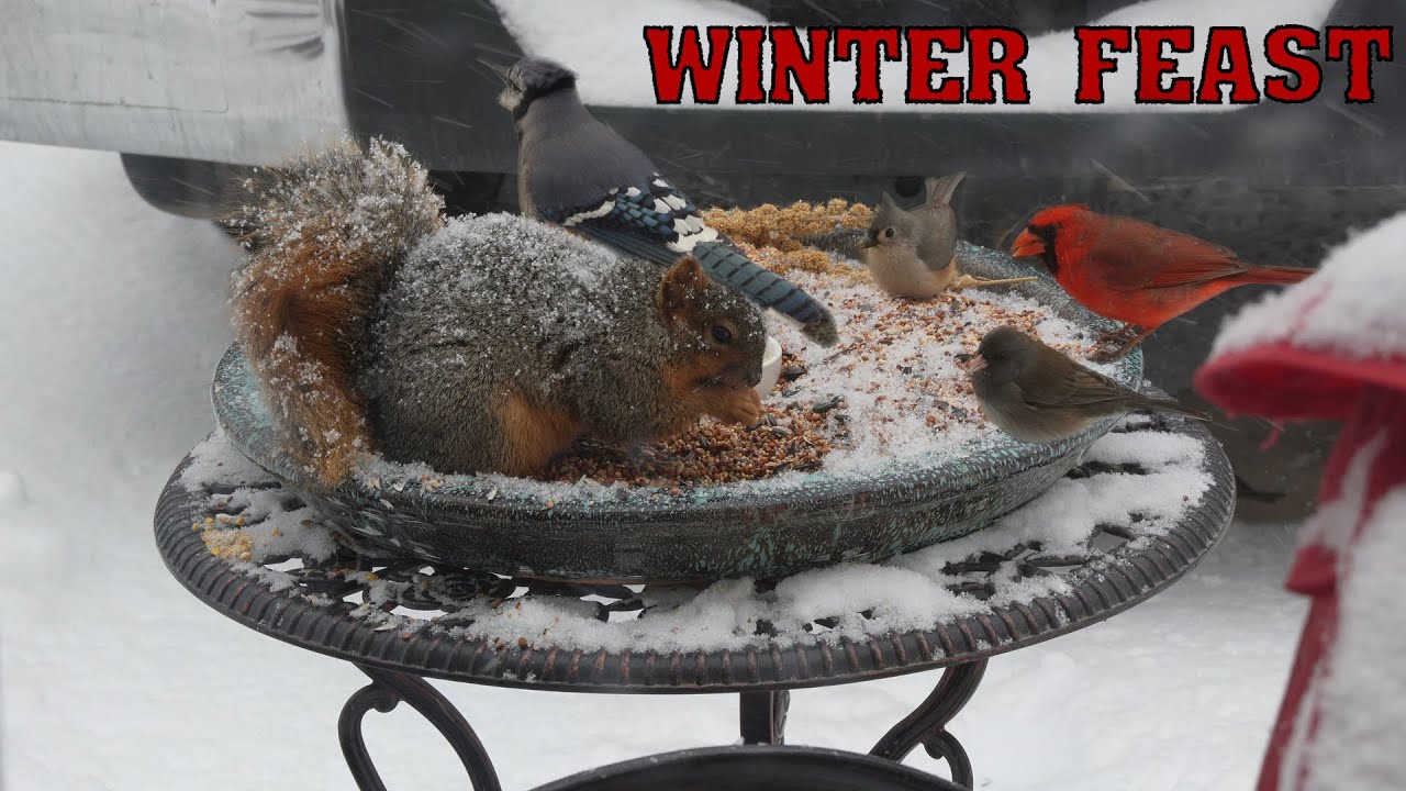 Winter feast for our bird friends