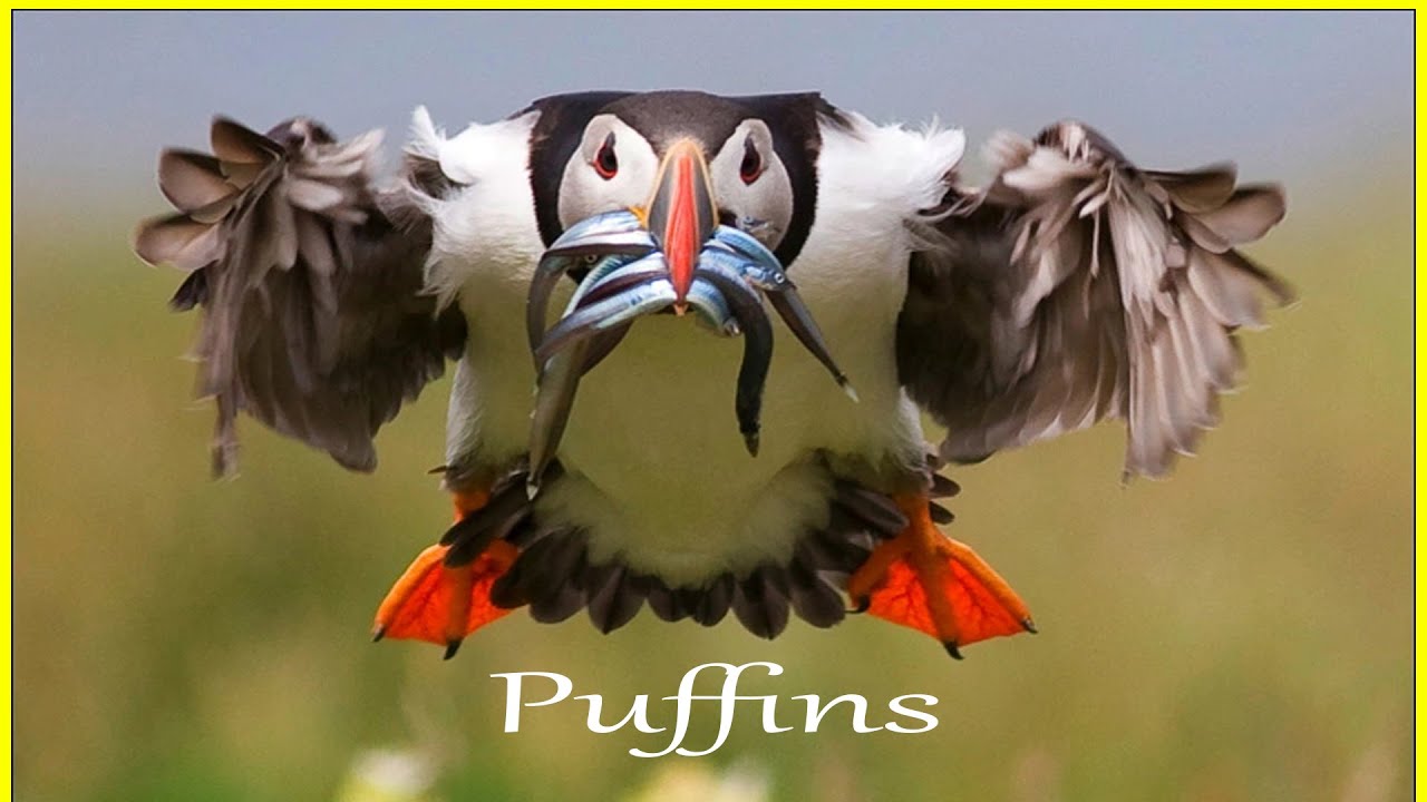 The best sites in the UK to see puffins.