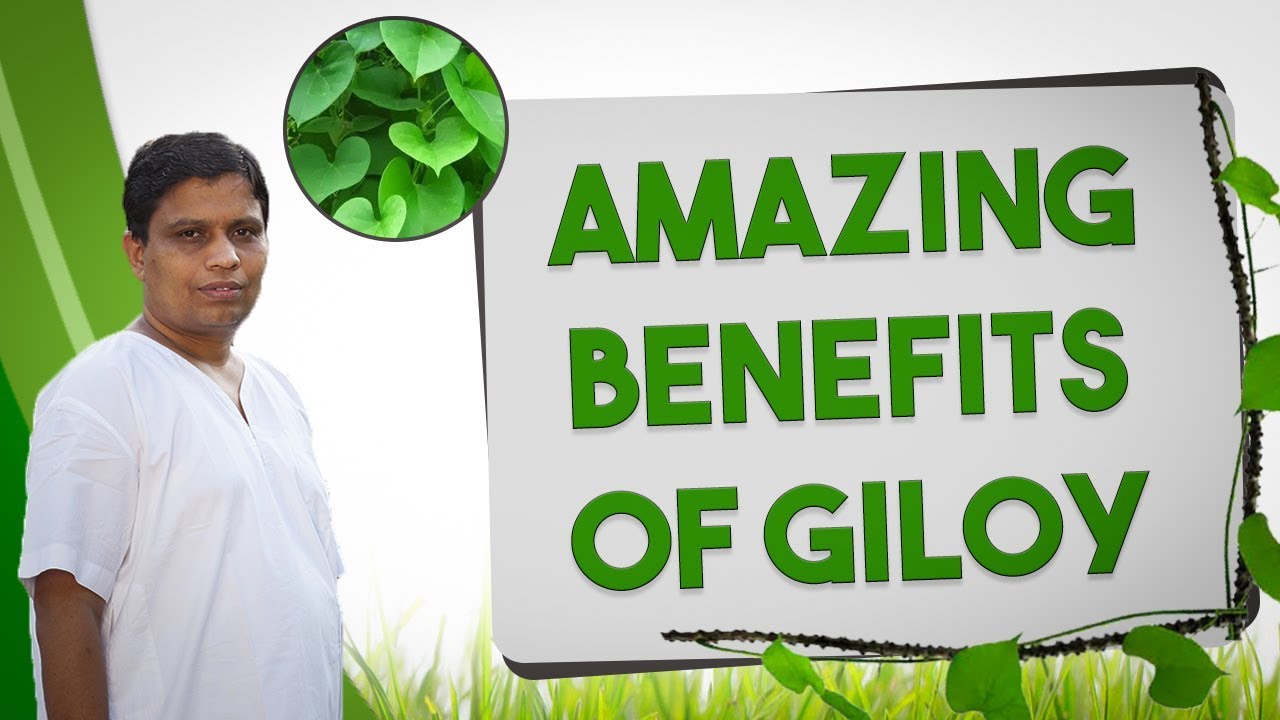 Amazing Benefits of Giloy | गिलोय के अद्भुत फायदे | Acharya Balkrishna