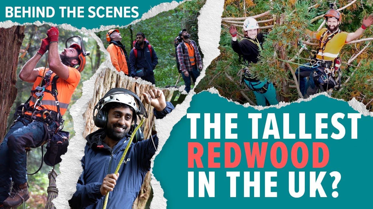 Measuring The Tallest Redwood In The UK (BTS)