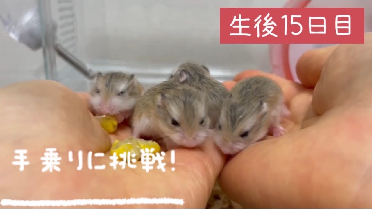 念願の手乗りに挑戦【ロボロフスキーハムスターの赤ちゃん】生後15日目