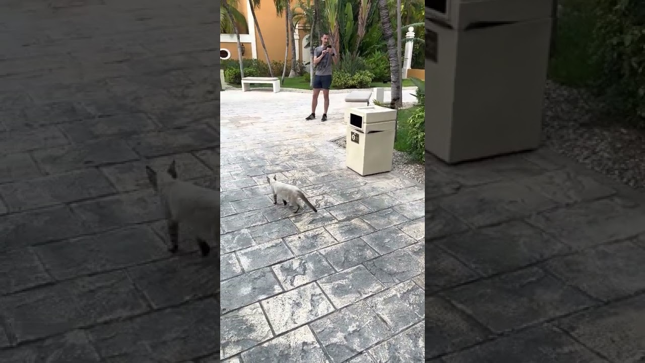 Racoon VS Rat