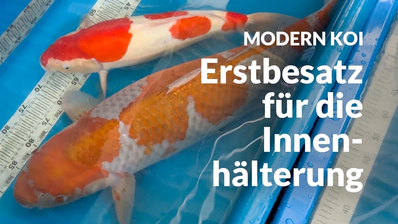 Alex startet mit Konishi Koi in seine erste Saison | Modern Koi Blog #7945