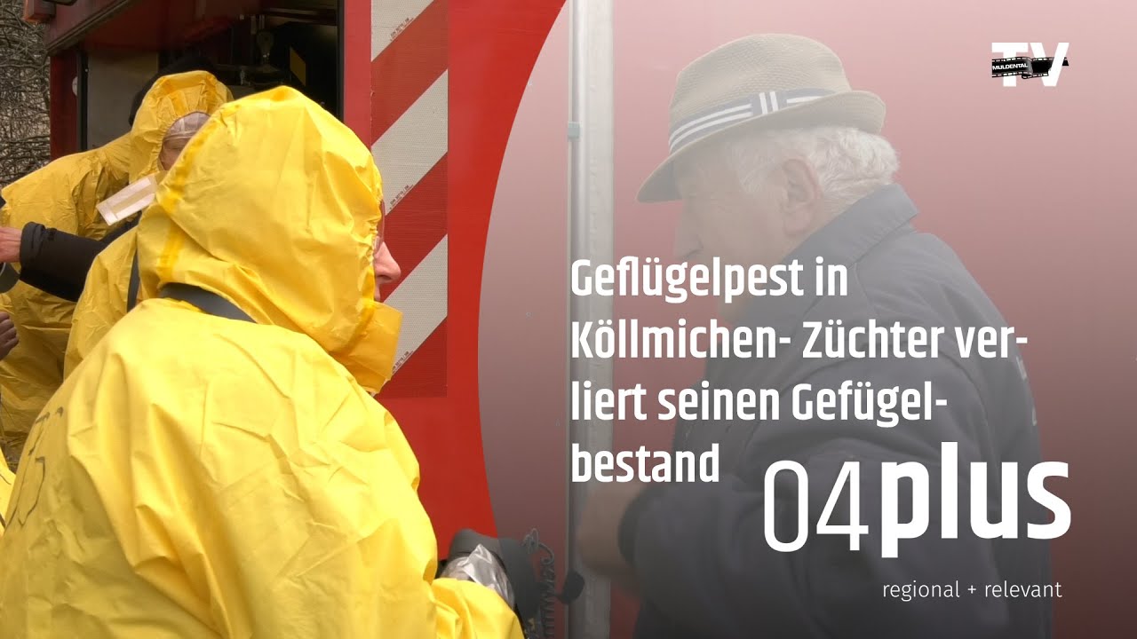Infizierter Geflügelbestand im Grimmaer Ortsteil Köllmichen gekeult