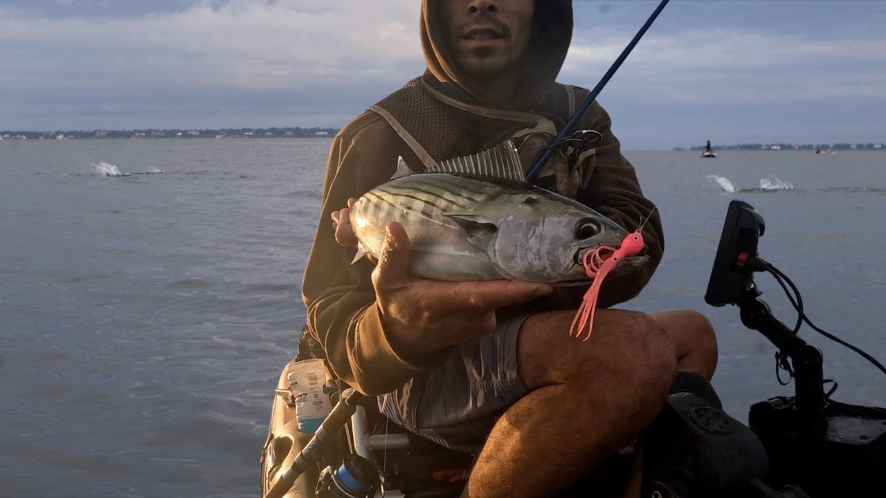 Kayak Fishing for Bonito. Non-Stop Action on Light Tackle! (1080p)