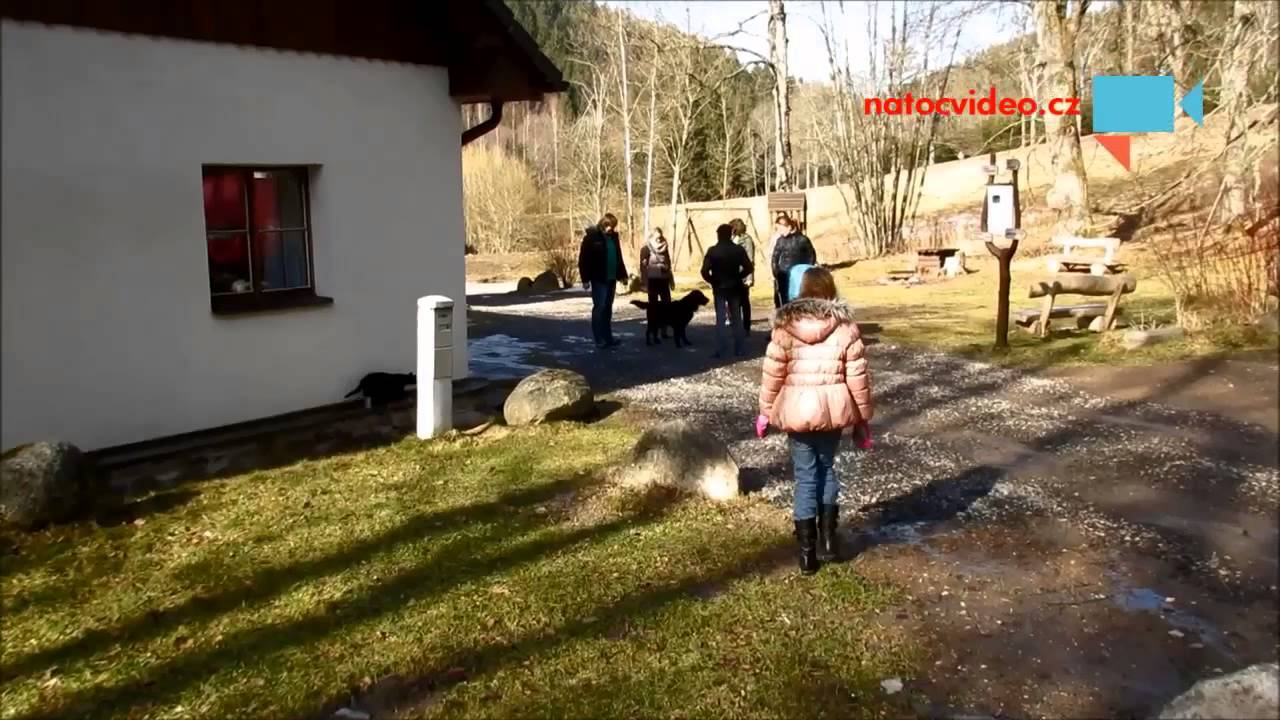 Kočka vs. Pes