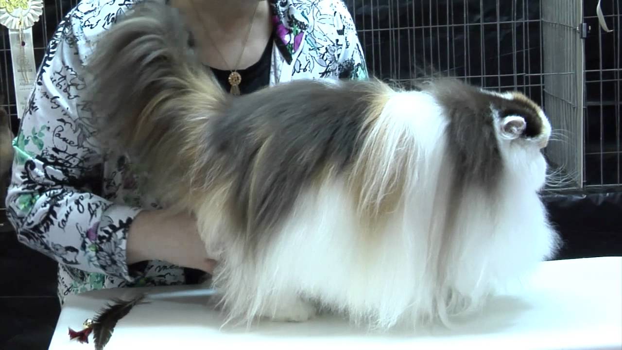 CFA Cat Show - Glendale, California