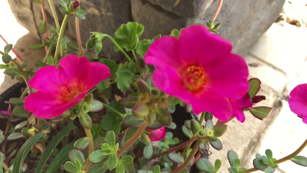 🌸Como reproducir la planta amor de un rato.🌸