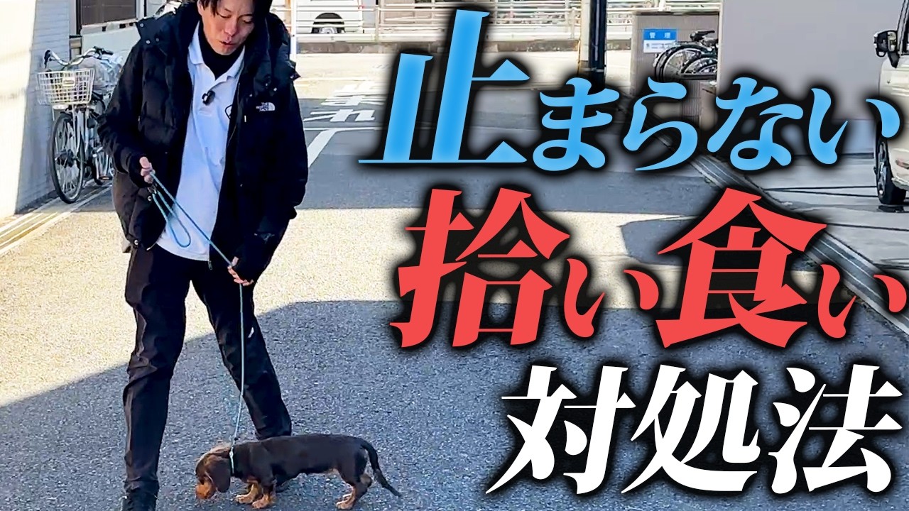 【実演】ダックスの止まらない拾い食いを本気で改善|警察犬ドッグトレーナーのしつけ