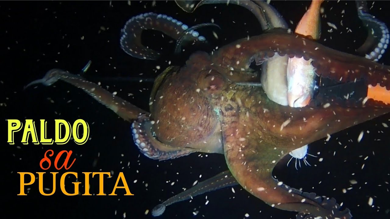 NAPAKA LAKING PUGITA ANG NAGPAKITA✨/NIGHT SPEARFISHING PHILIPPINES/JHEVS TV