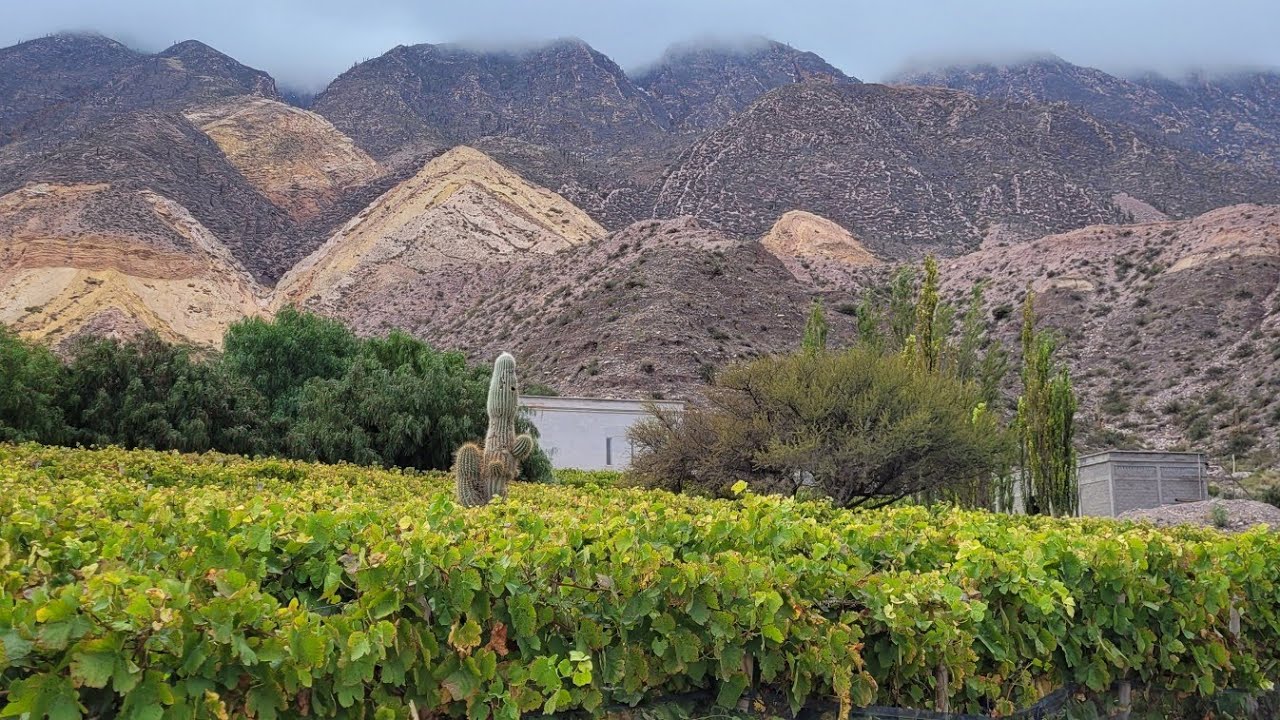 BODEGA DUPONT -QUEBRADA DE HUMAHUACA - JUJUY