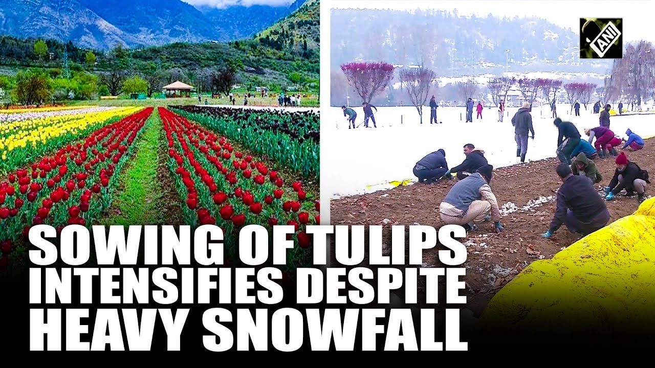Sowing process of bulbs for Tulip festival in full swing despite harsh cold conditions in Srinagar