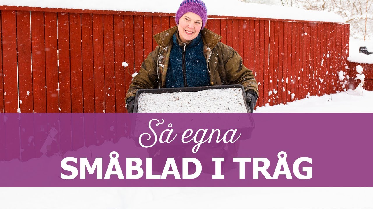 Så egna småblad i tråg på vintern