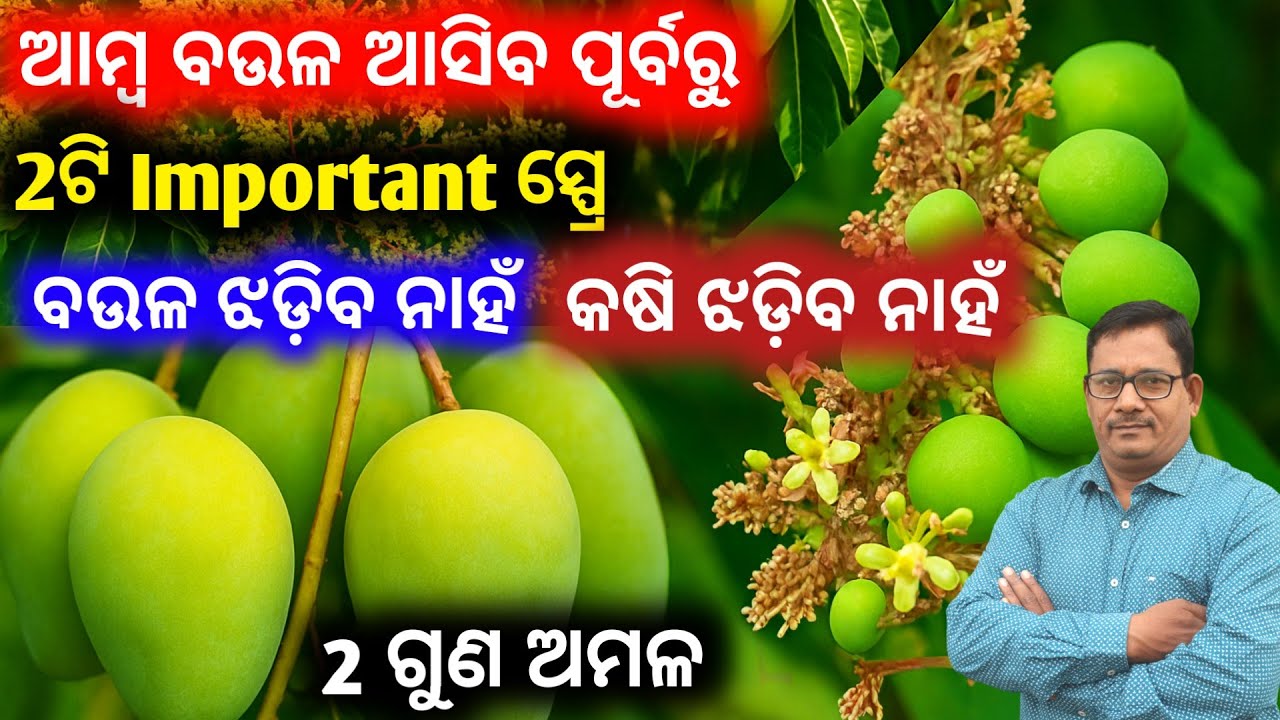 ଆମ୍ବ ବଉଳ ଆସିବା ପୂର୍ବରୁ 2 ଟି Important ସ୍ପ୍ରେ ବଉଳ ଝଡ଼ିବ ନାହଁ 2ଗୁଣ ଅମଳ