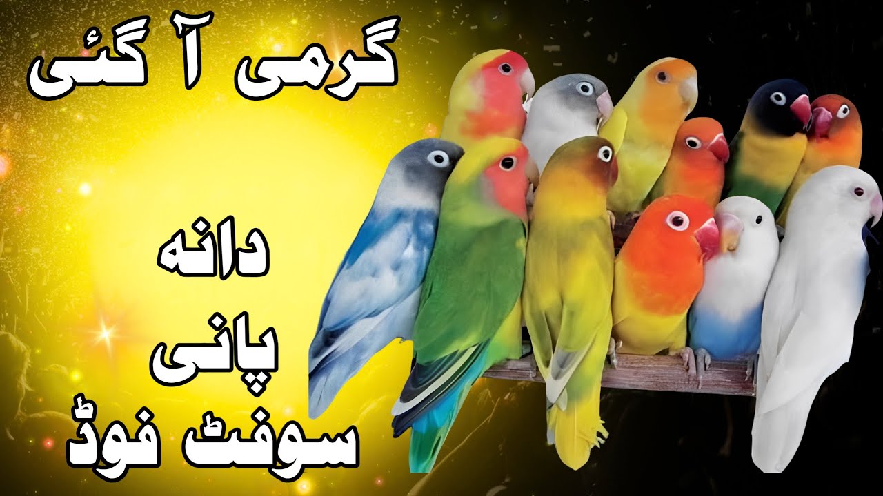 Lovebirds Summer Seed Mix | Soft Food and Water
