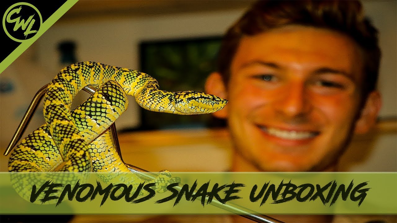 VENOMOUS SNAKE UNBOXING - Ep.1 - Chandler's Wild Life