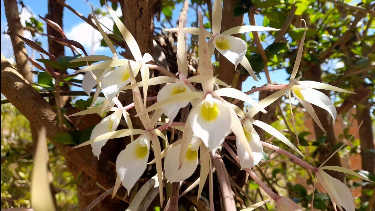 ORQUÍDEAS FLORIDAS!