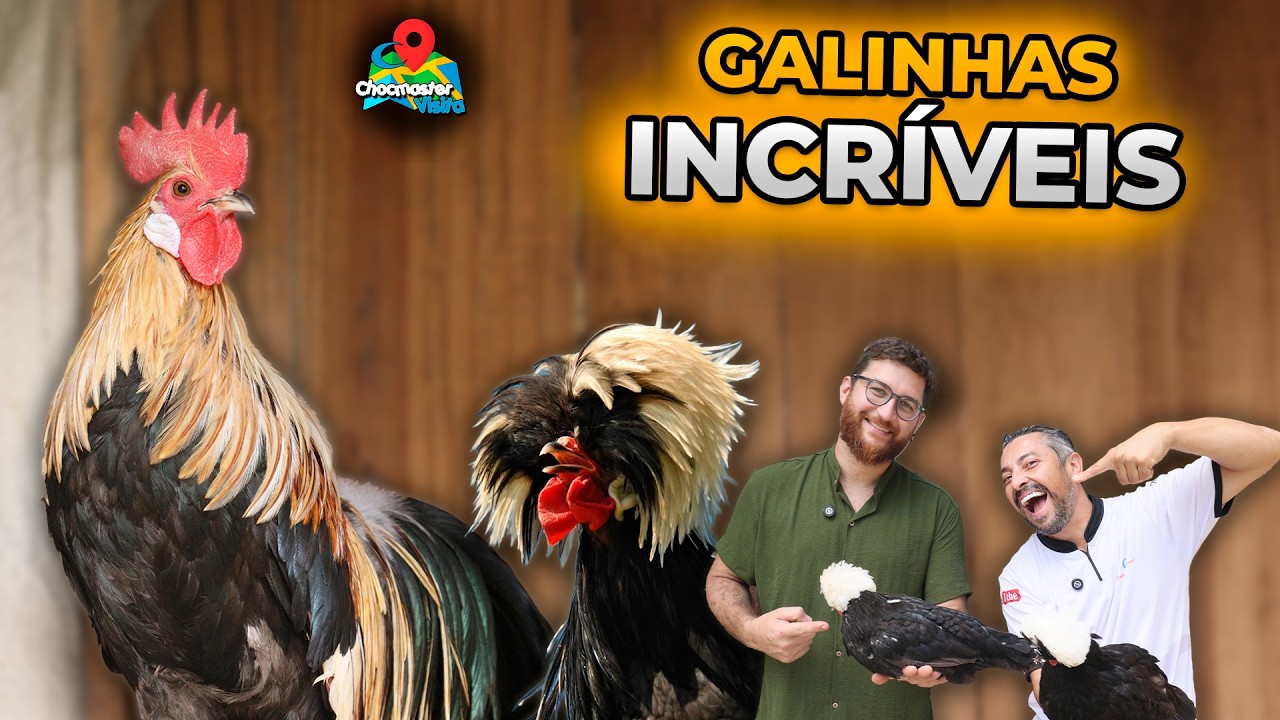 As GALINHAS mais DIFERENTES que já vimos! 😱 Algumas parecem de outro planeta – Chocmaster Visita