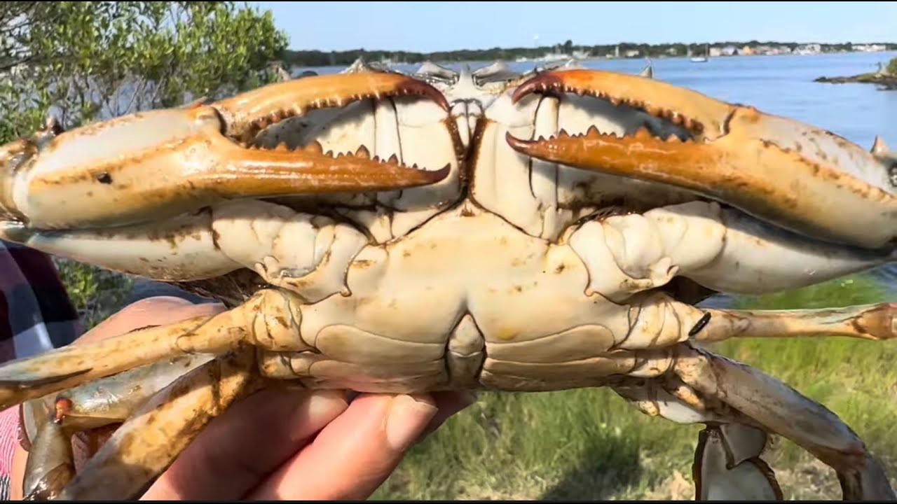 Crabbing - Island Heights New Jersey (2024)