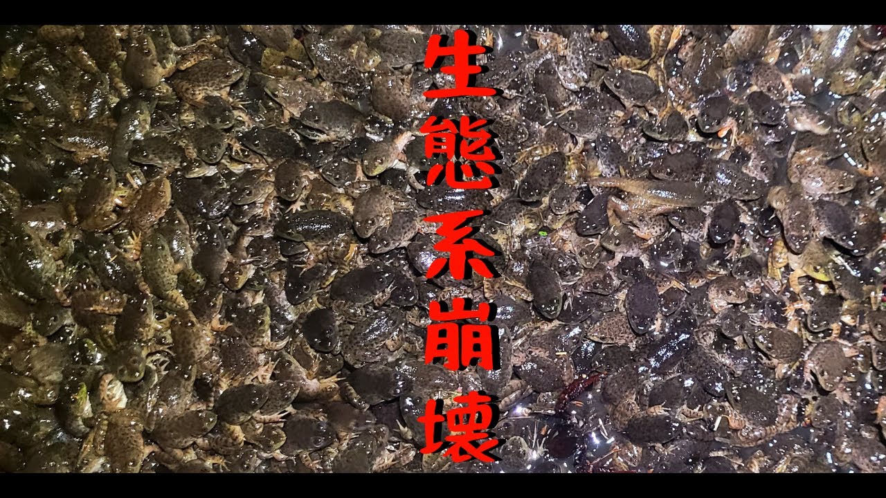 おい‼2年でウシガエル4000匹駆除したのに‼未だに１日で2369匹捕まるのヤバすぎるだろ‼【琵琶湖ガサガサ探検記104】