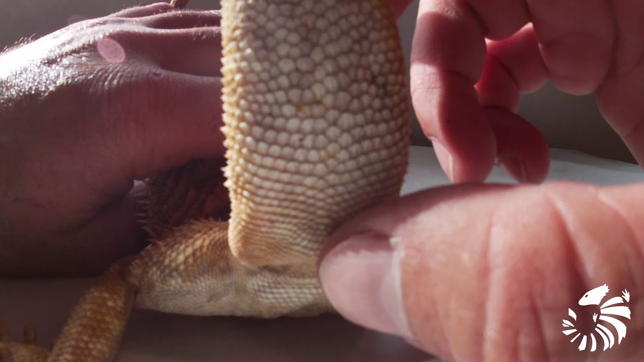 How to tell the sex of a Bearded Dragon (Pogona Vitticeps).