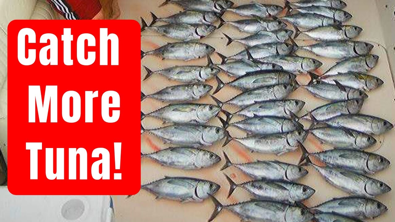 How To Catch Blackfin Tuna! (By Captain Cody)