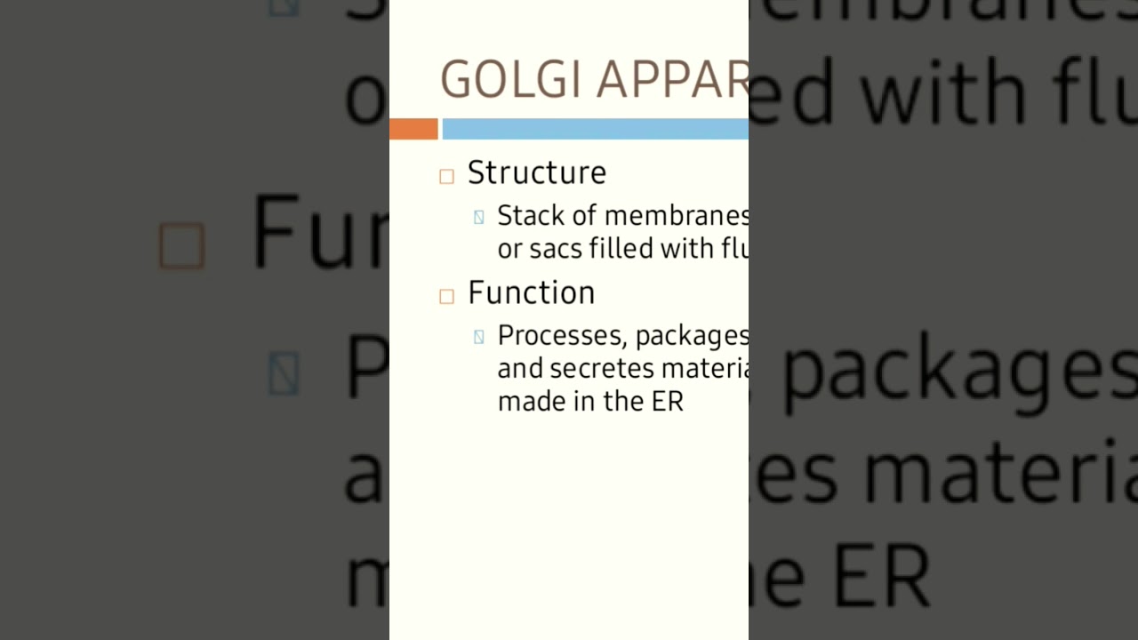 Golgi apparatus #Golgi #bodies #organelle