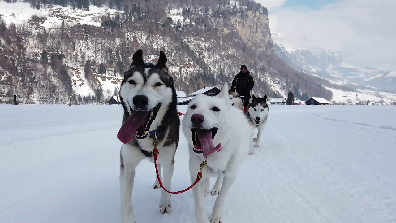 Husky Lodge (Schweiz Muotathal)