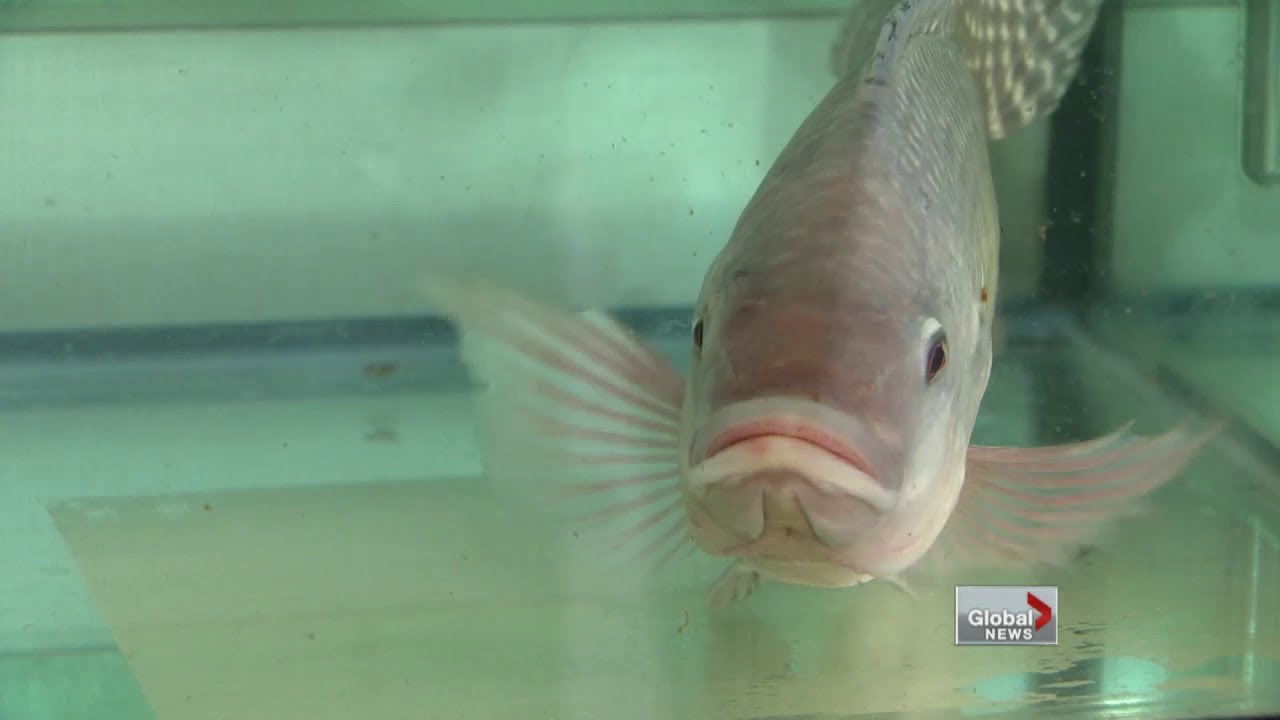 Green Industries program at school