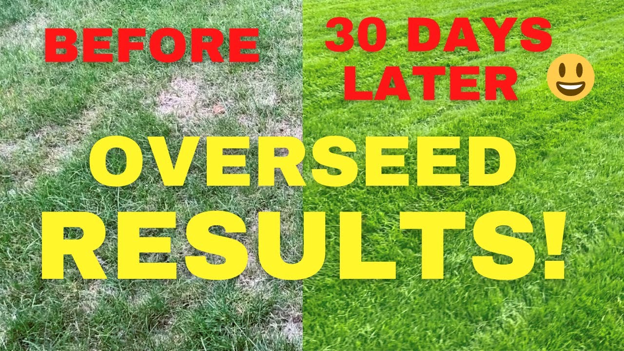 GREEN EXPLOSION!  // Lawn Overseed RESULTS & First Mow