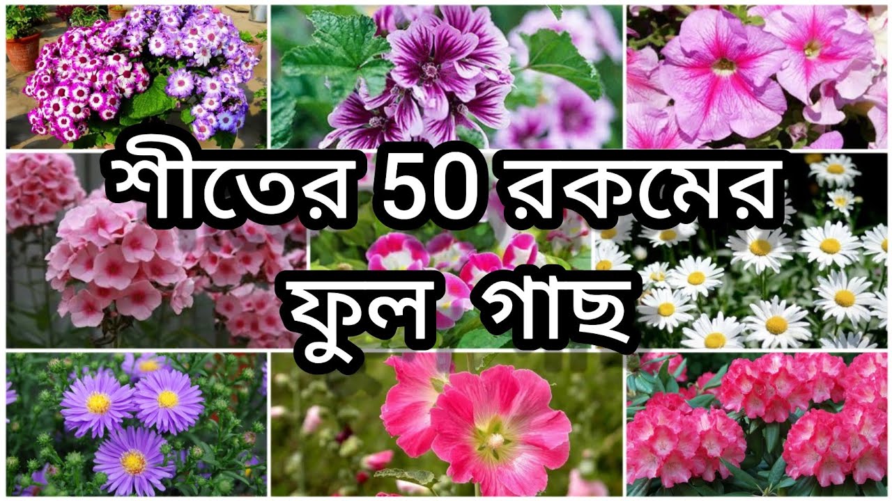 শীতের 50 রকমের ফুল গাছ ||🌷Winter Flowers 🌸|| শীতকালীন বাগানে কি কি ফুল গাছ করবেন