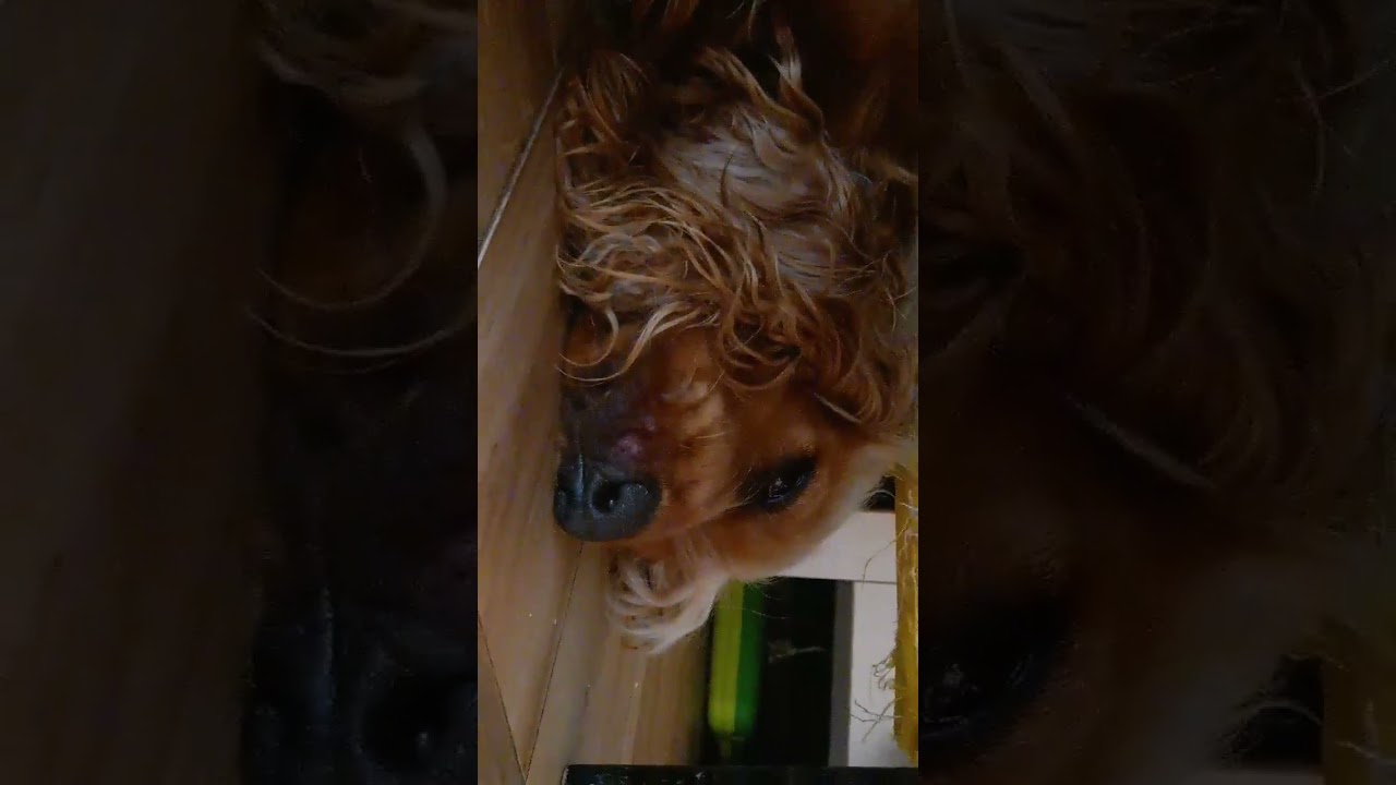 Il mio cane alle 