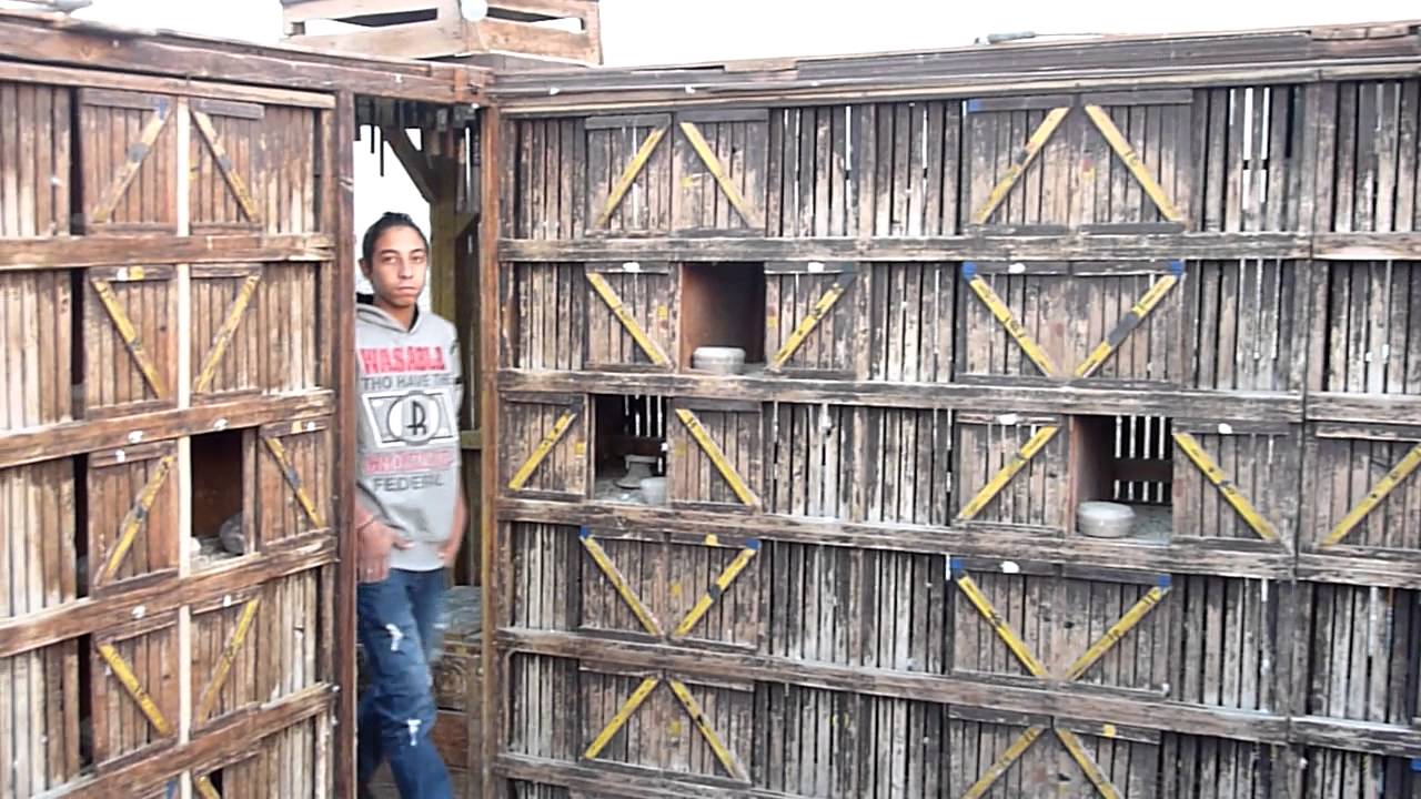 Egyptian pigeons