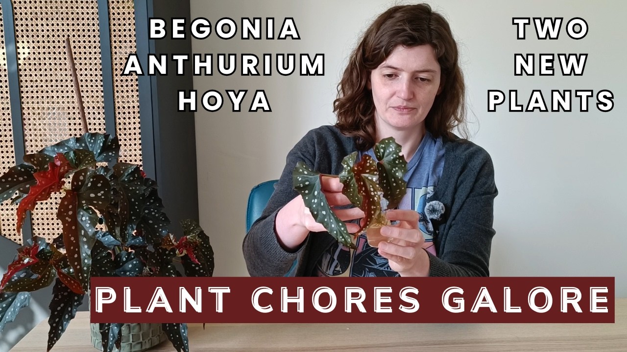 🔥 a chaotic plant chore video 🔥 & two new plants 💚