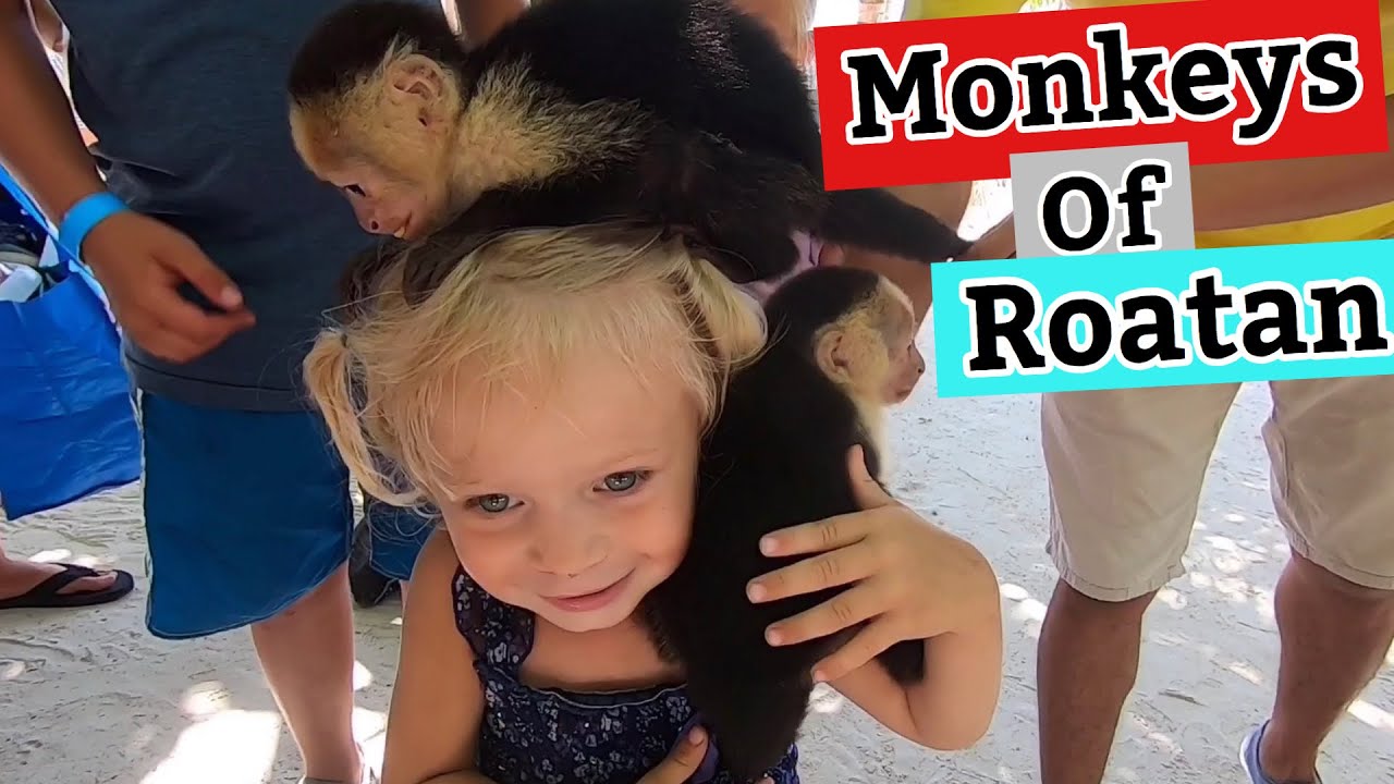 Monkeys Everywhere!!! - Little French Key - Roatan Honduras - Part 1