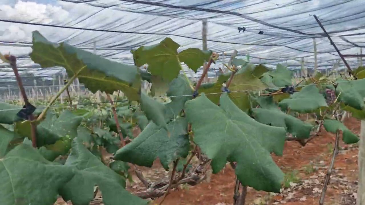 Condução das plantas. Sistema em Y