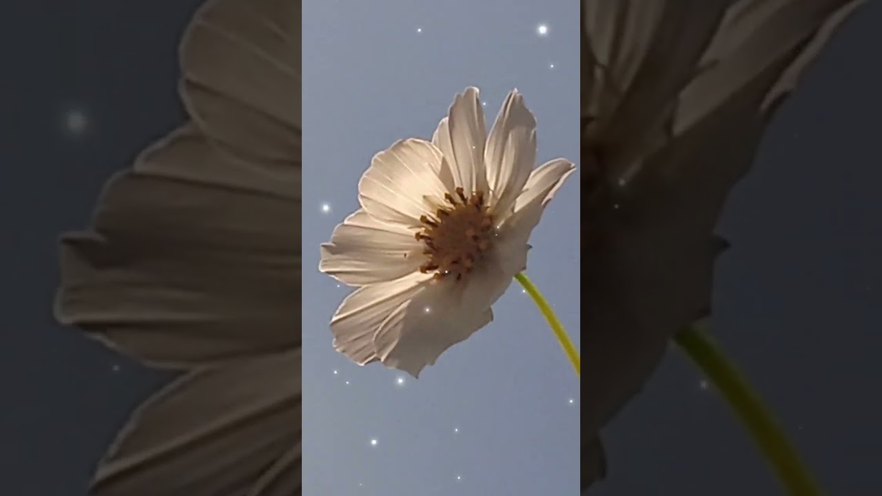 😔🥺🥹 Nunca pensé quedarme sin ti 🩶