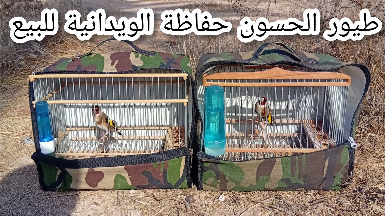 توليعة في الطبيعة مع طيور الحسون حفاظة للبيع الهاتف 0660535876 تحياتي للجميع فرجة ممتعة ❤️