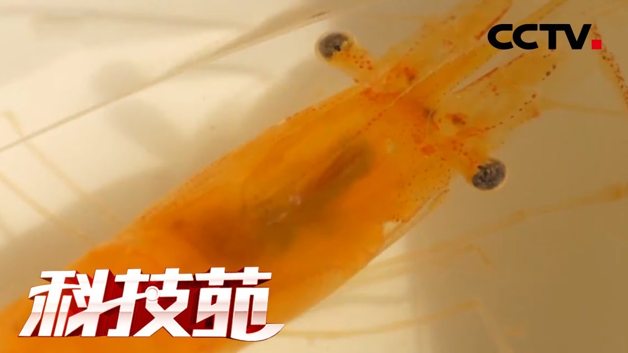 《科技苑》把两只红虾养成满塘“红” 20190313 | CCTV农业