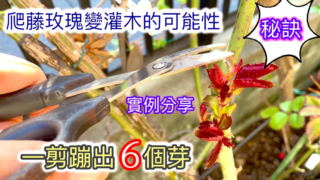 【爬藤變灌木】爬藤玫瑰有可能當灌木養嗎？看我重剪強筍的結果就知道了！要如何修剪成灌木玫瑰？#Erin玫瑰花園