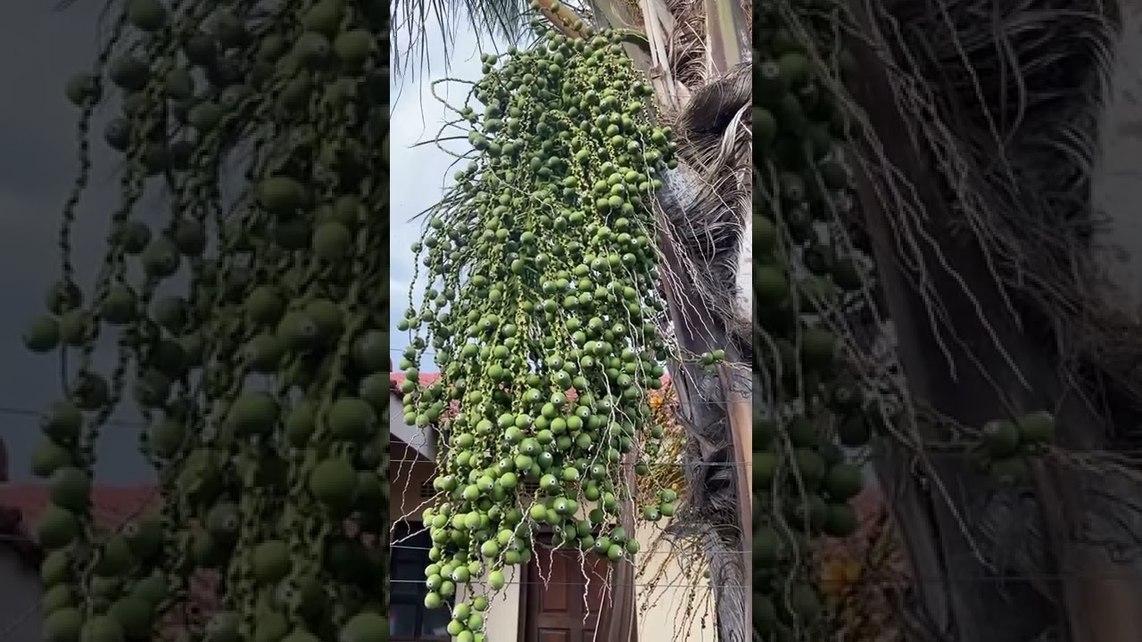 Palm tree fruits. Is it edible?