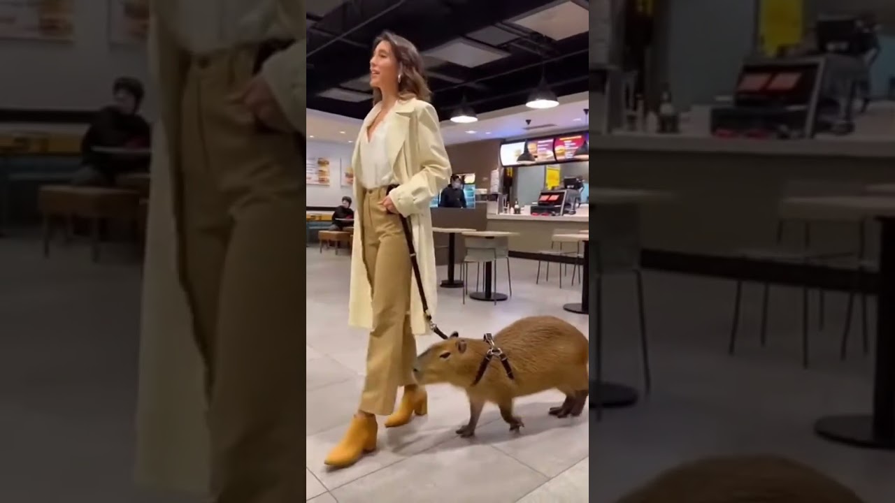 A Spanish female movie star walking a Capybara in McDonald's 