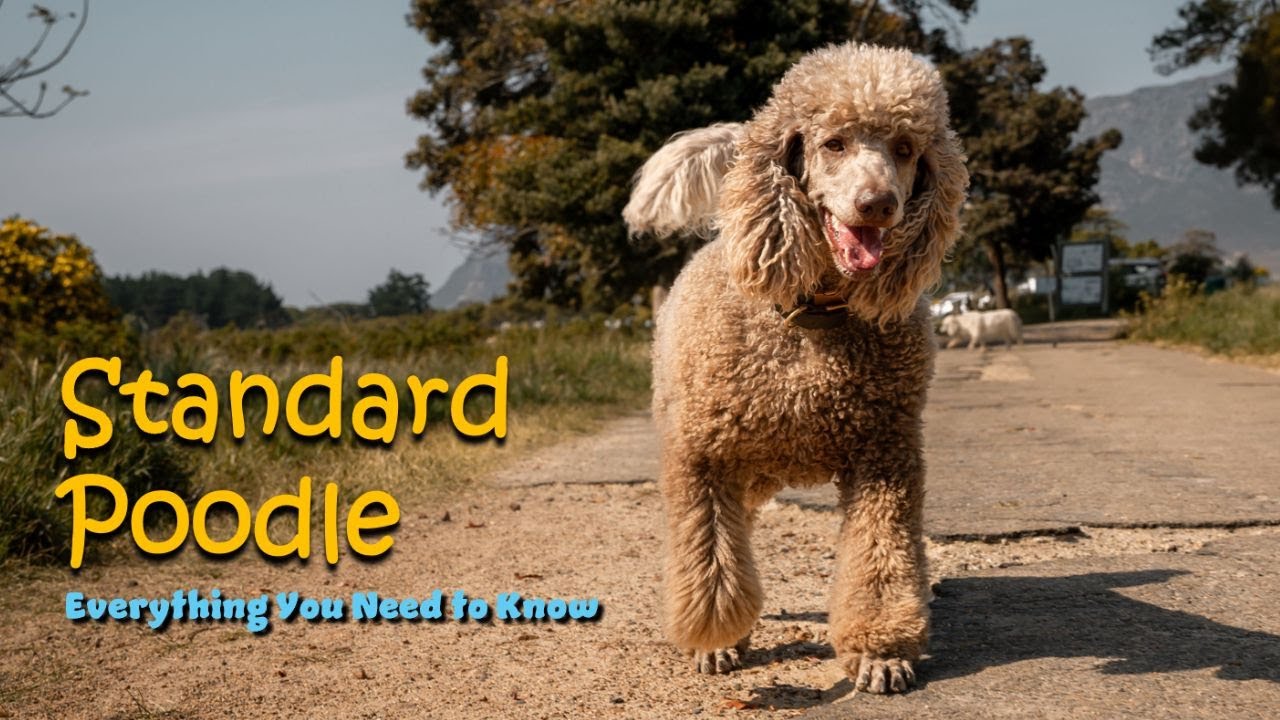 Standard Poodle The Intelligent, Athletic & Elegant Dog Breed Explained