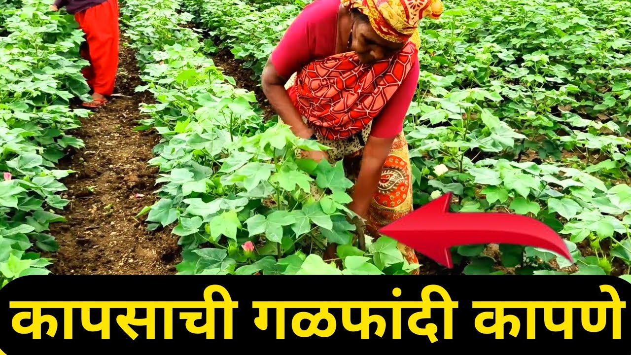 लाईव्ह अशी कापा गळफांदी | पाहा आजी बाई कशी कापतात गळफांदी | @rahulshindekrushi