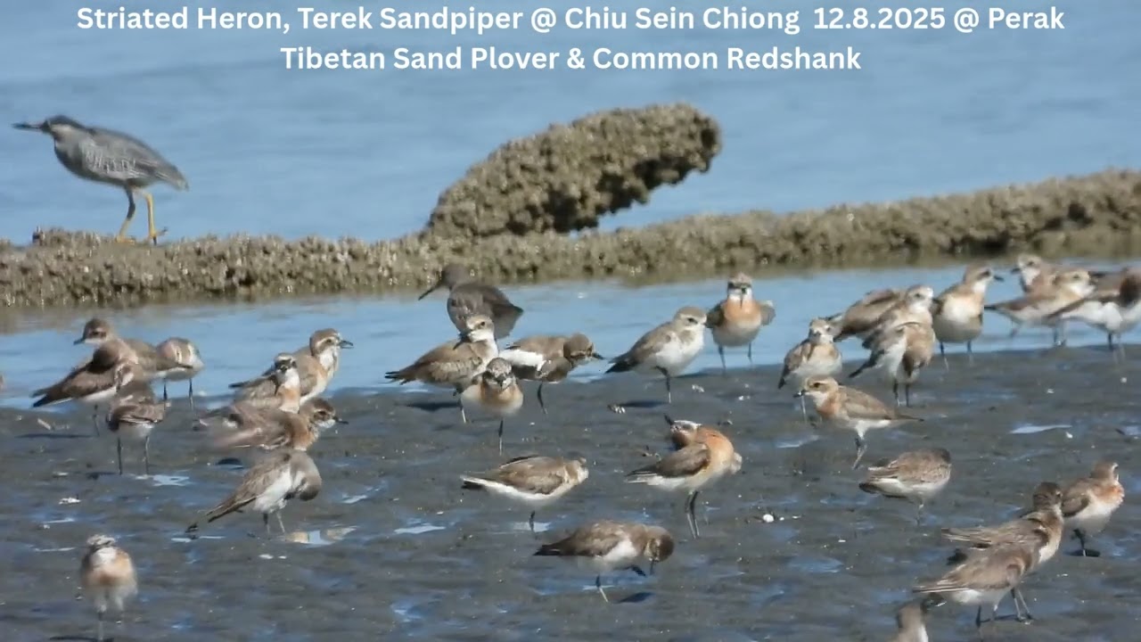 Striated Heron,Little Tern,Tibetan Sand Plover,Red-necked Stint,Terek Sandpiper&Common Redshank 8187