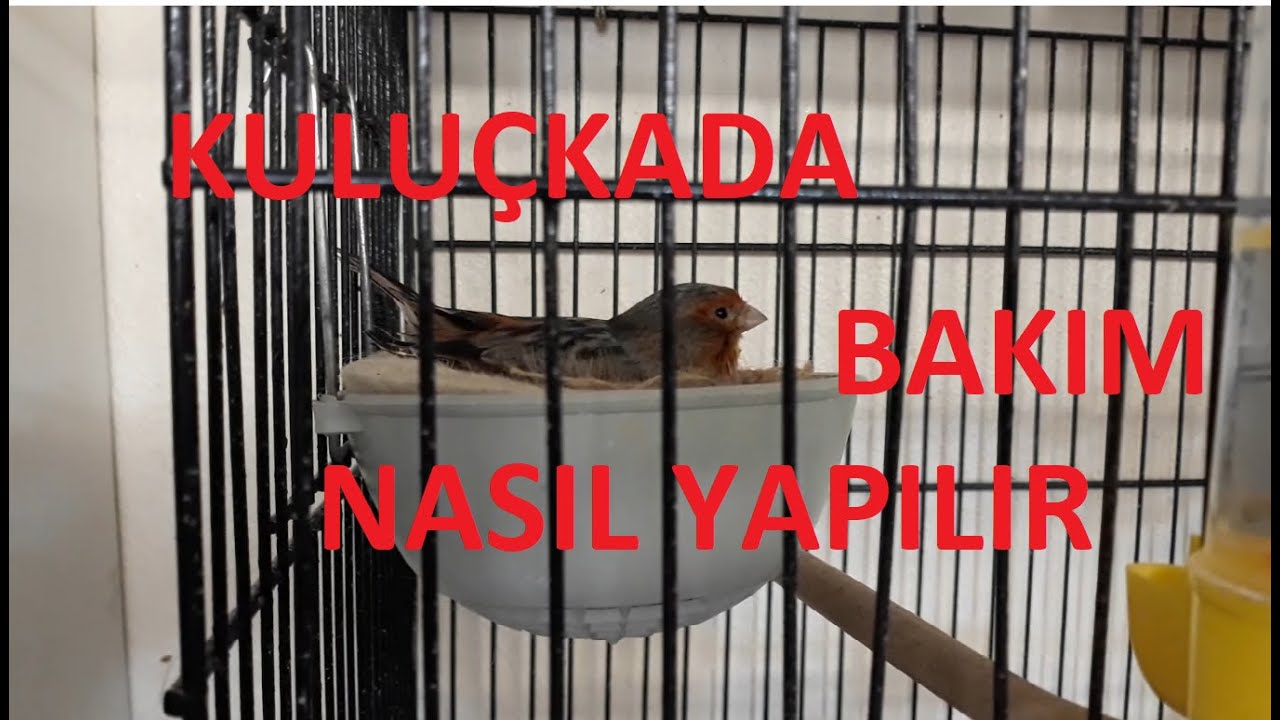 Kanarya Bakımı Kanarya &Uuml;retim(Kanaryaya Kulu&ccedil;ka S&uuml;resi Boyunca Bakım Nasıl Yapılır)