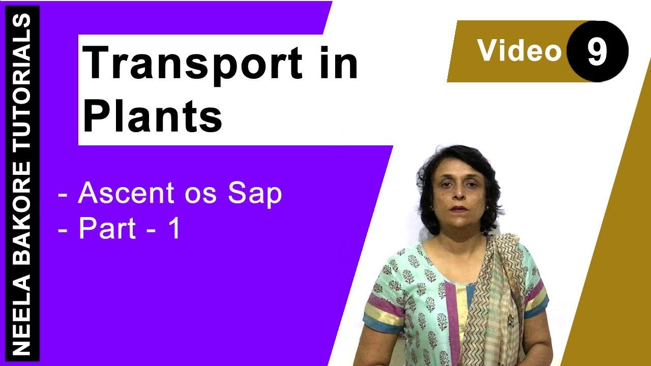 Transport in Plants | NEET | Ascent of sap - Part 1 | Neela Bakore Tutorials