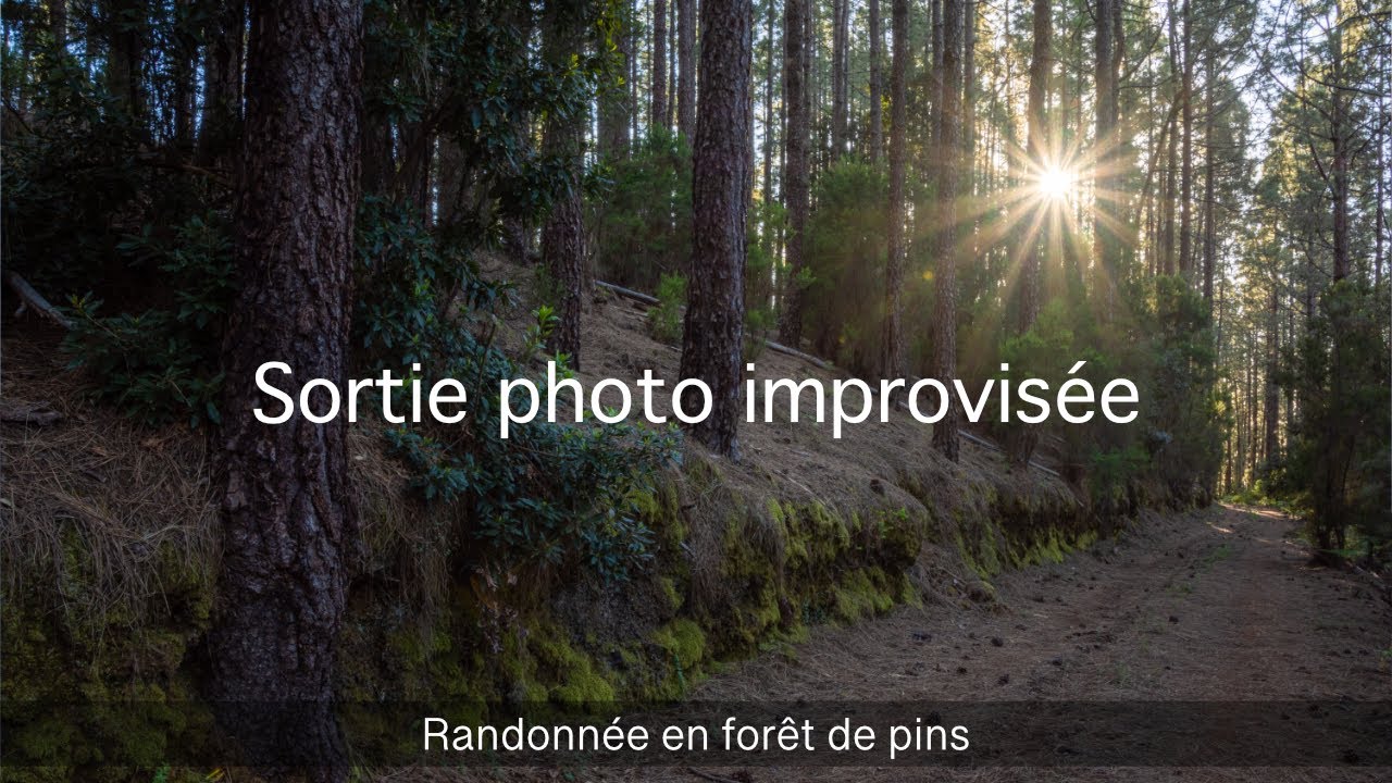 Sortie photo improvisée en forêt de pins - J'AI CRAQUÉ ! | Photo de paysage