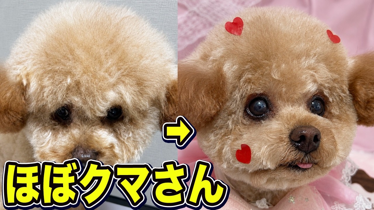 これ同じ犬？お風呂後の激変がヤバい【トイプードル】